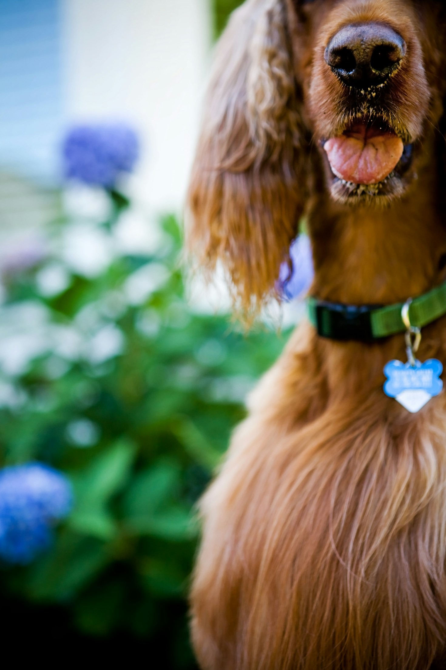 Creating a Cozy Haven: Selecting the Right Pet Bed